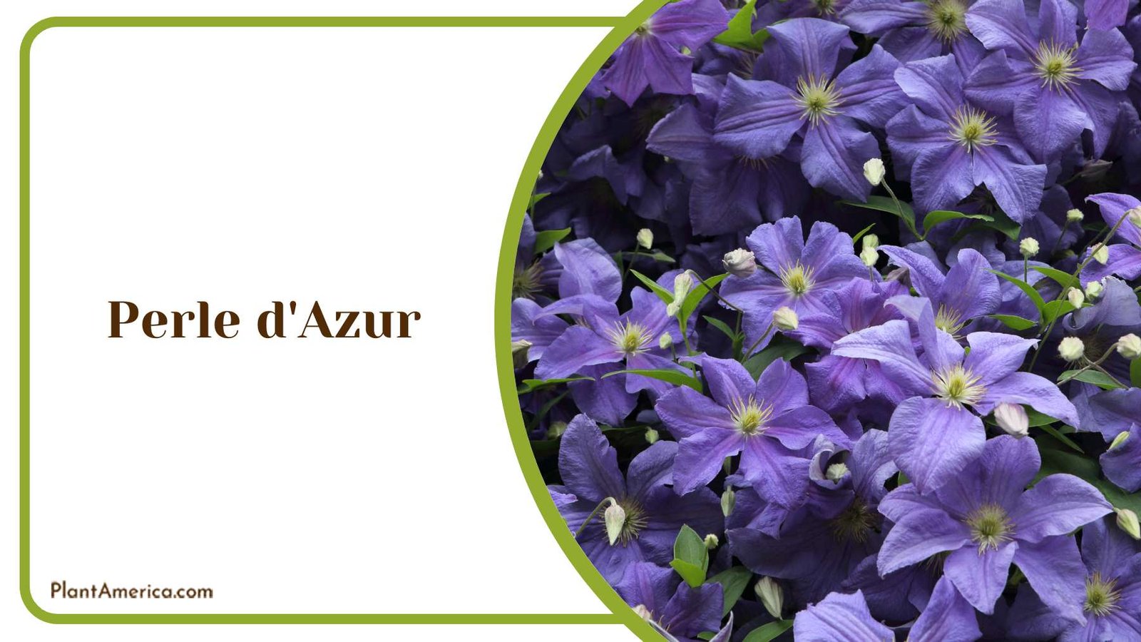 Perle d Azur Clematis Plant America