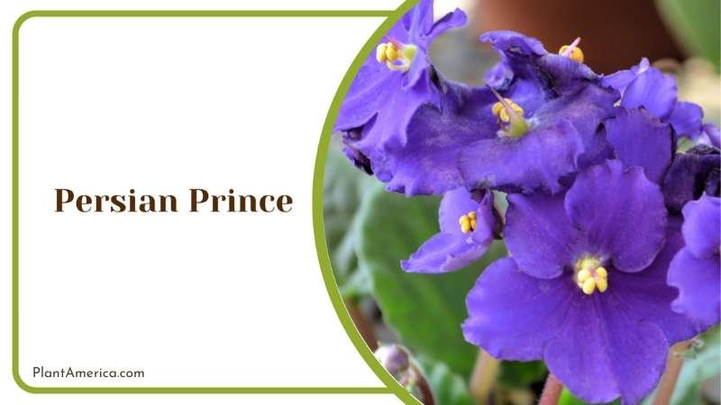 Persian Prince Violet Flower Plant America