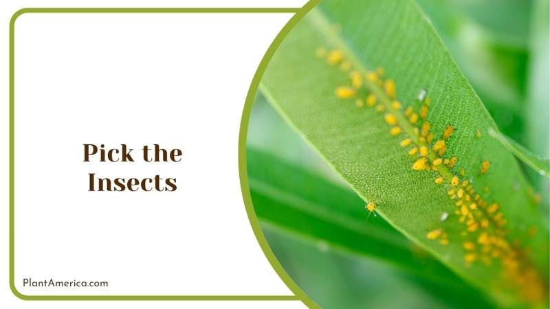 Pest Infestation on Plants Plant America