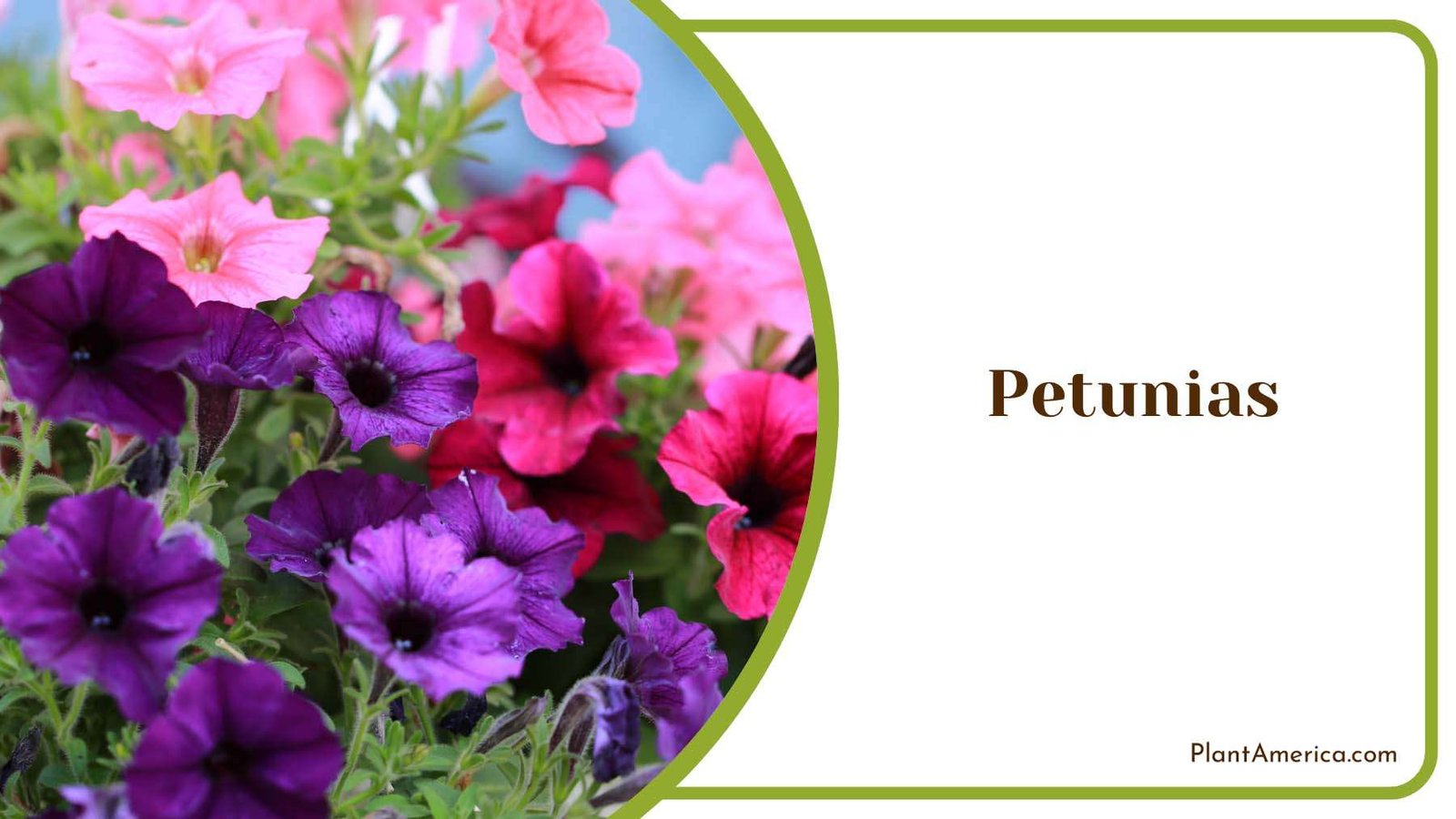 Petunia Flowers Plant America