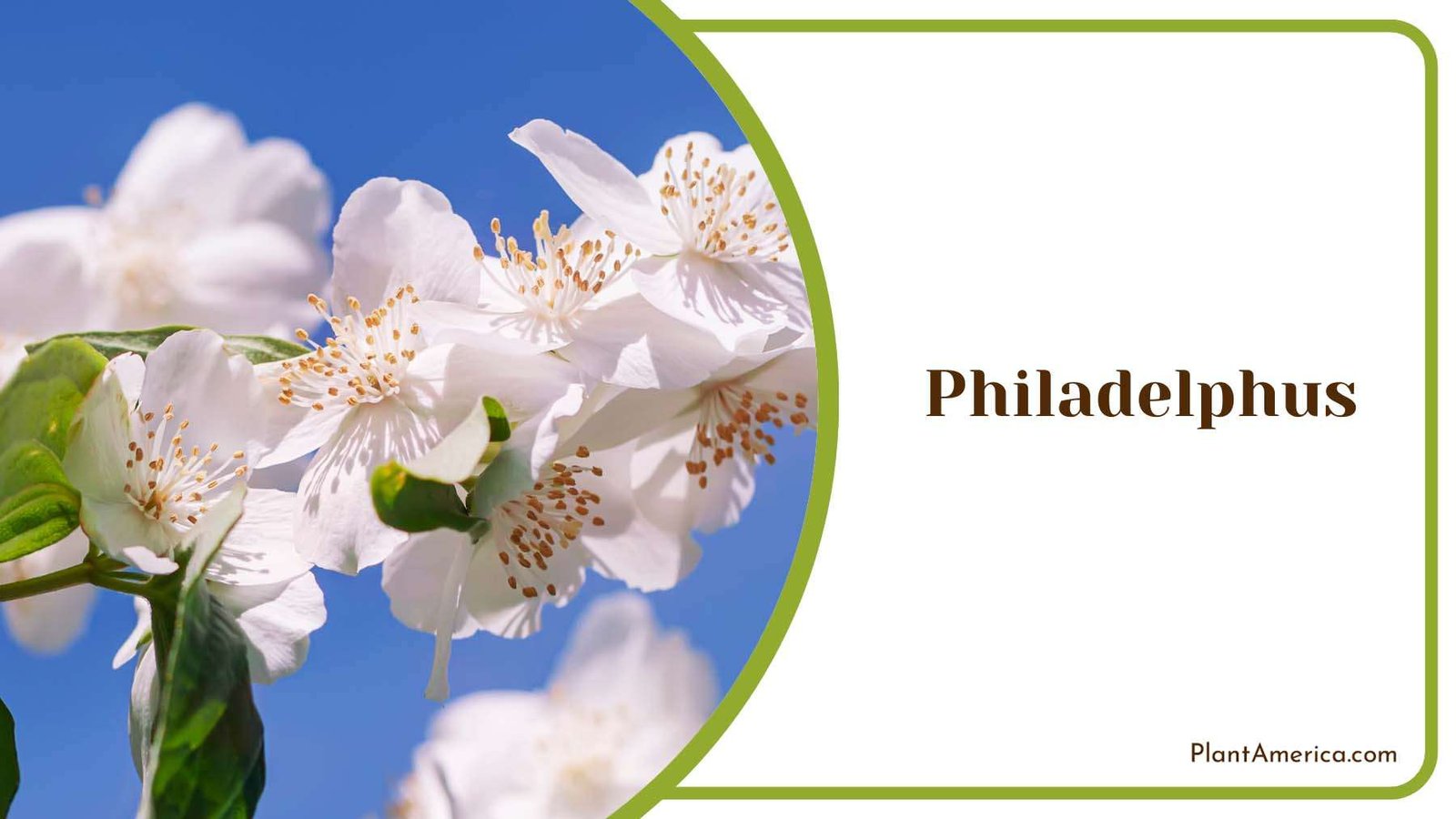 Philadelphus Blooming Flowers Plant America