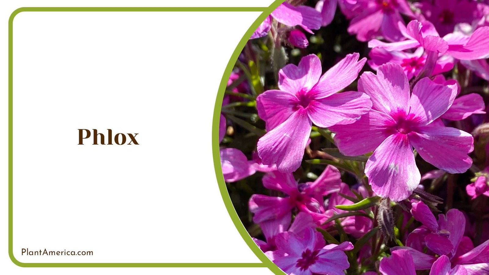 Phlox Beauty Garden Blooms Plant America