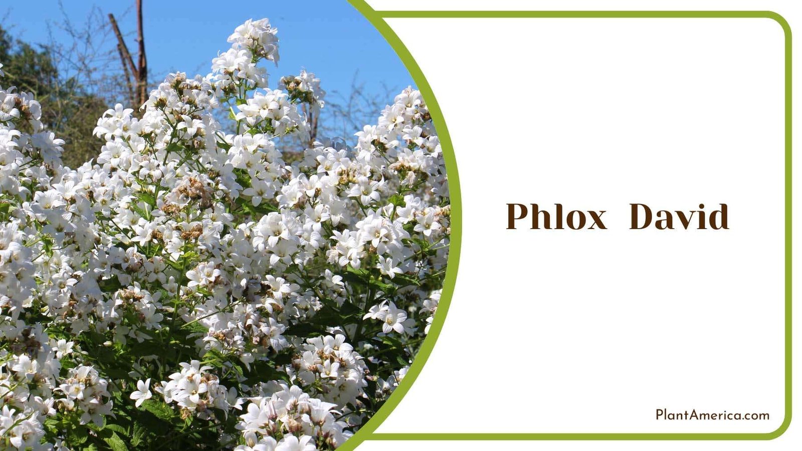 Phlox David Plant America