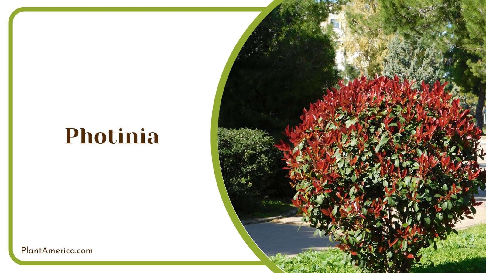 Photinia Green Shrub With Red Leaves Plant America