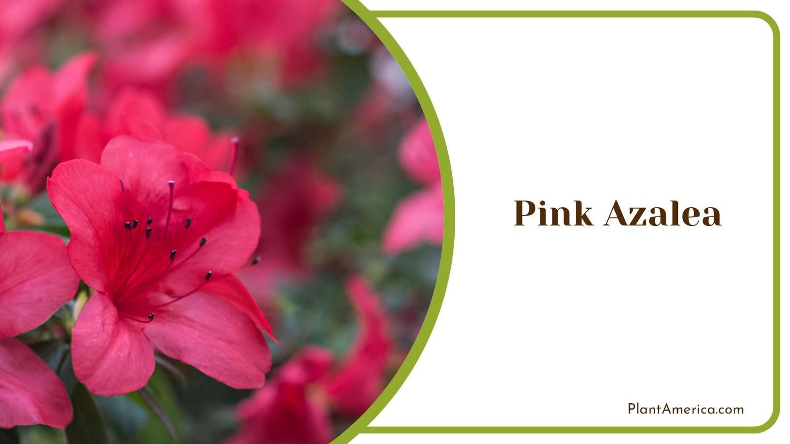 Pink Azalea Plant America