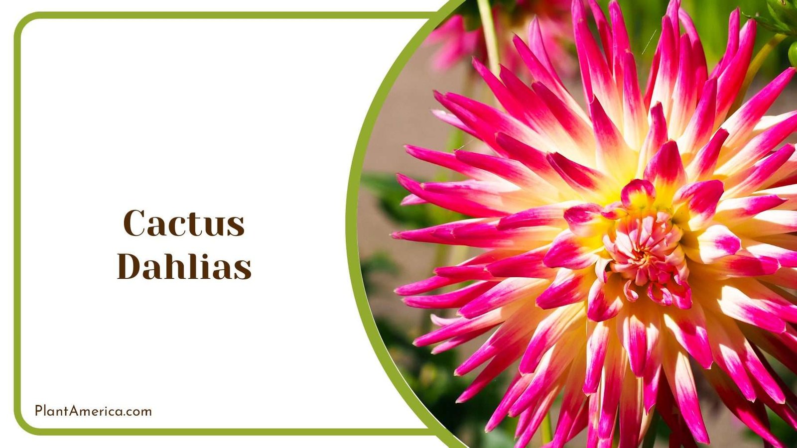 Pink Cactus Dahlias PlantAmerica