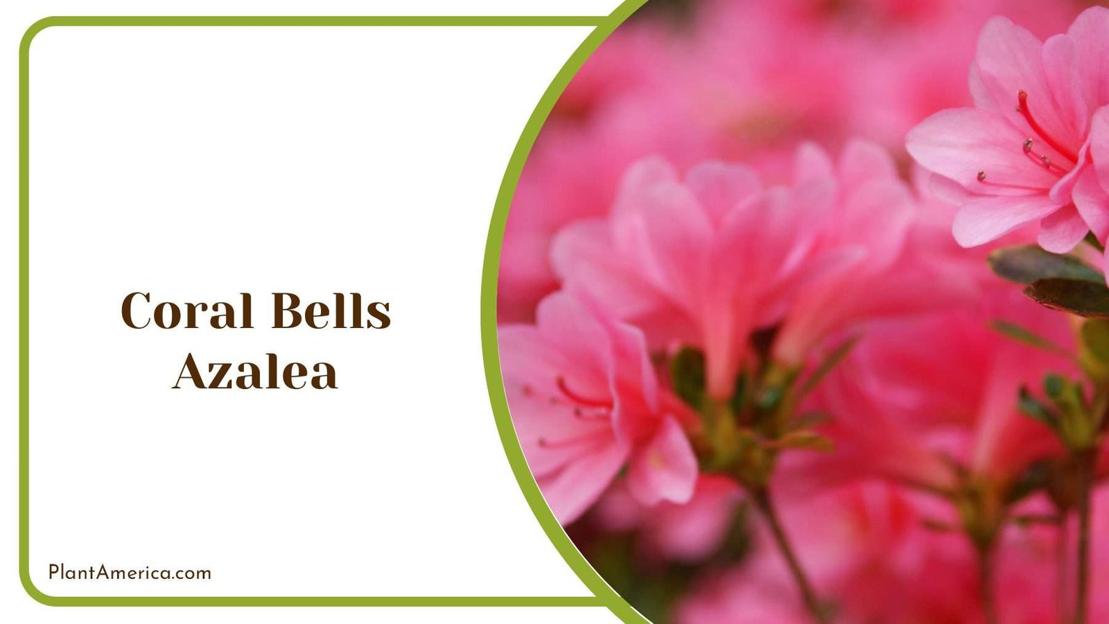 Pink Coral Bells Azalea Plant America