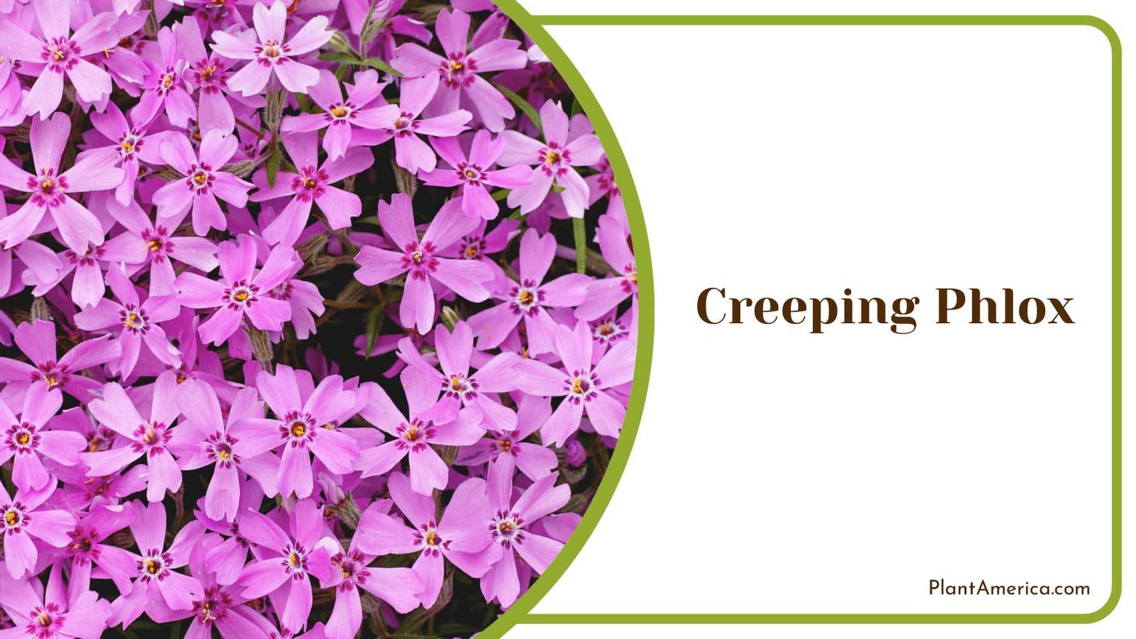 Pink Creeping Phlox Plant America