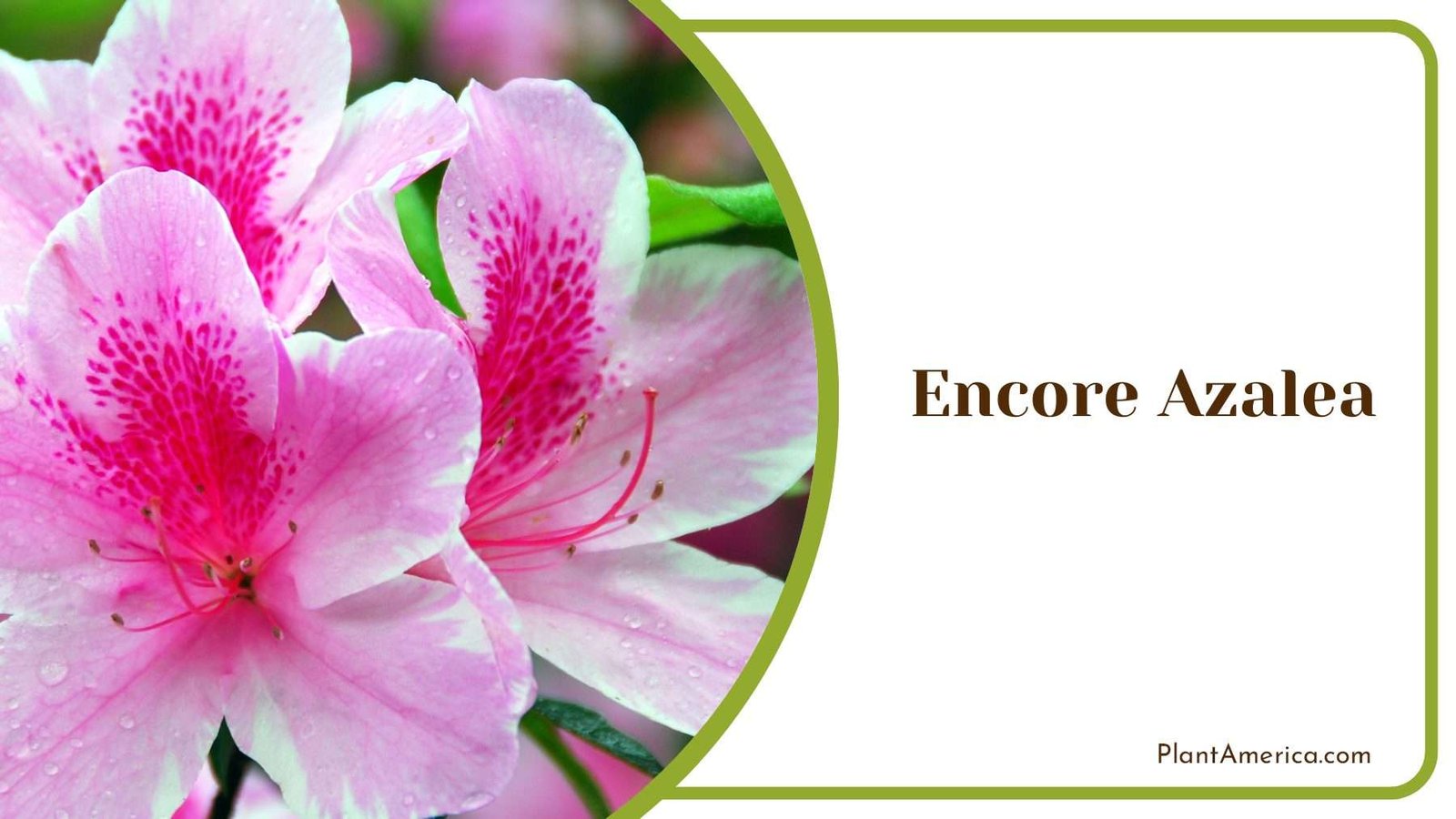 Pink Encore Azalea Plant America