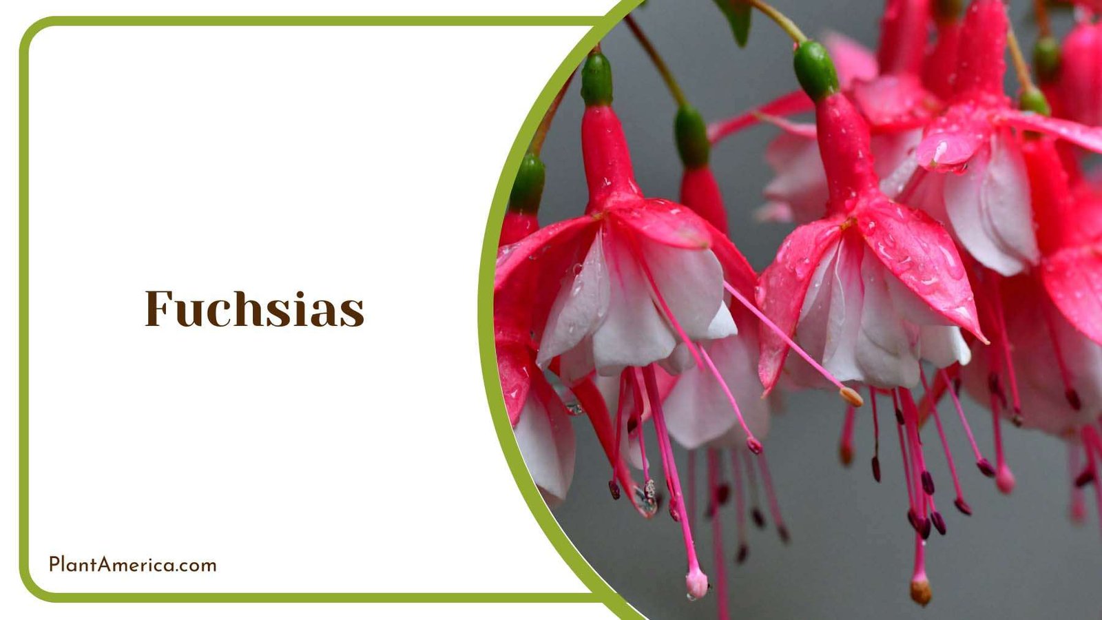 Pink Fuchsias With White Inside Plant America