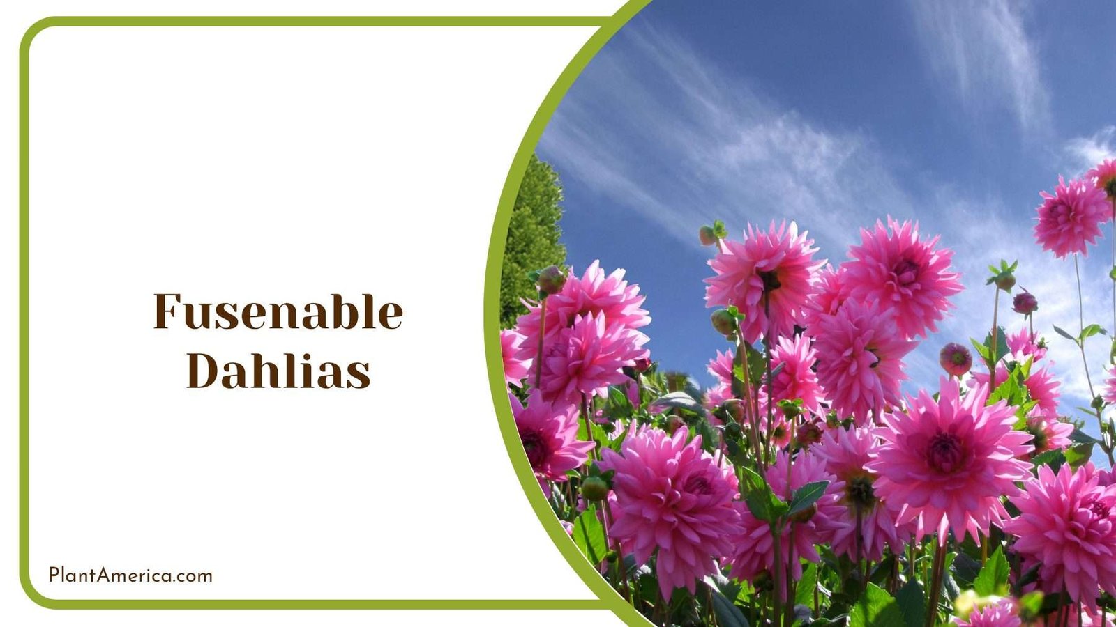 Pink Fusenable Dahlias Flowers PlantAmerica