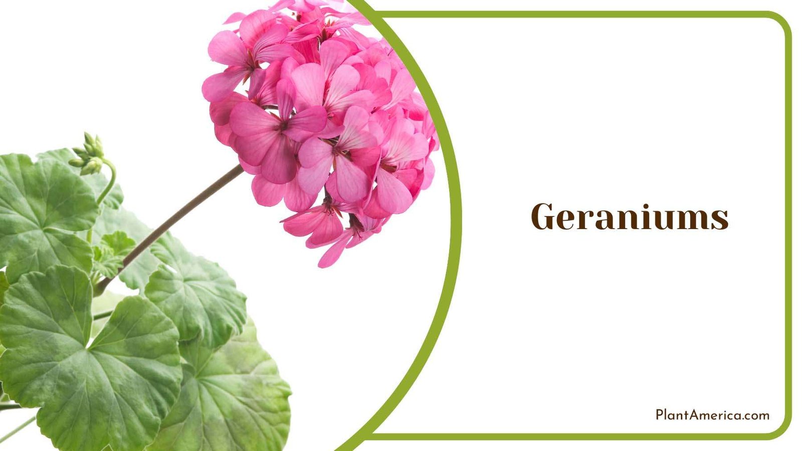Pink Geraniums Flower Plant America