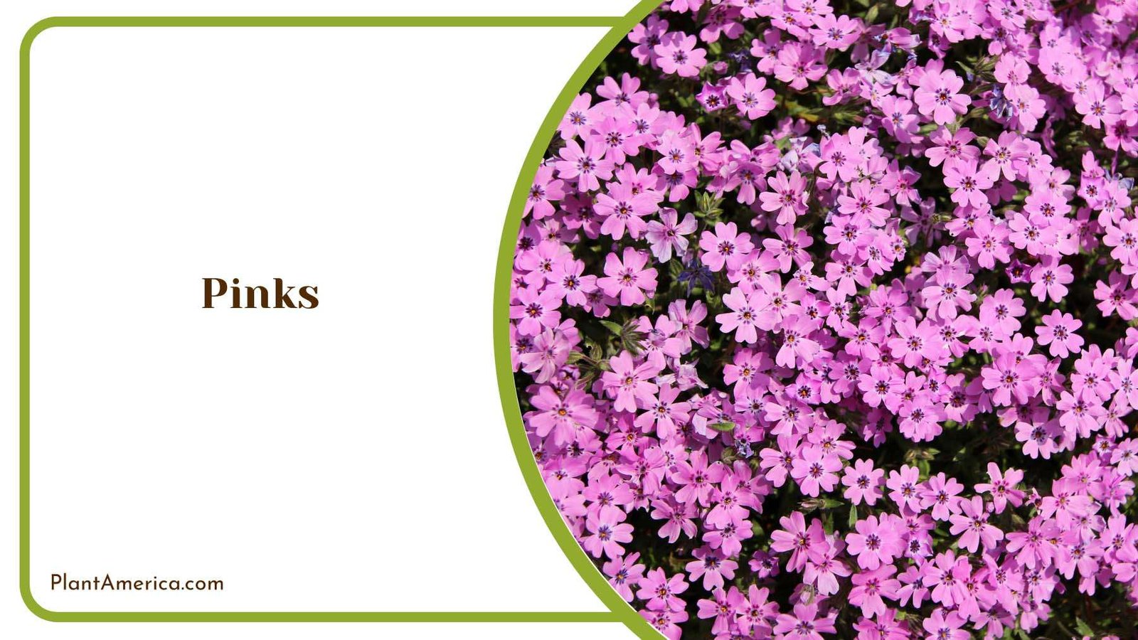 Pinks Garden Design Plant America