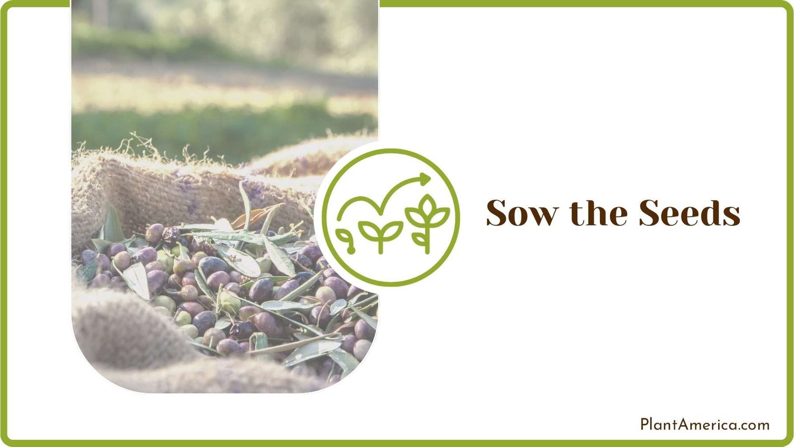 Planting Olive Seeds