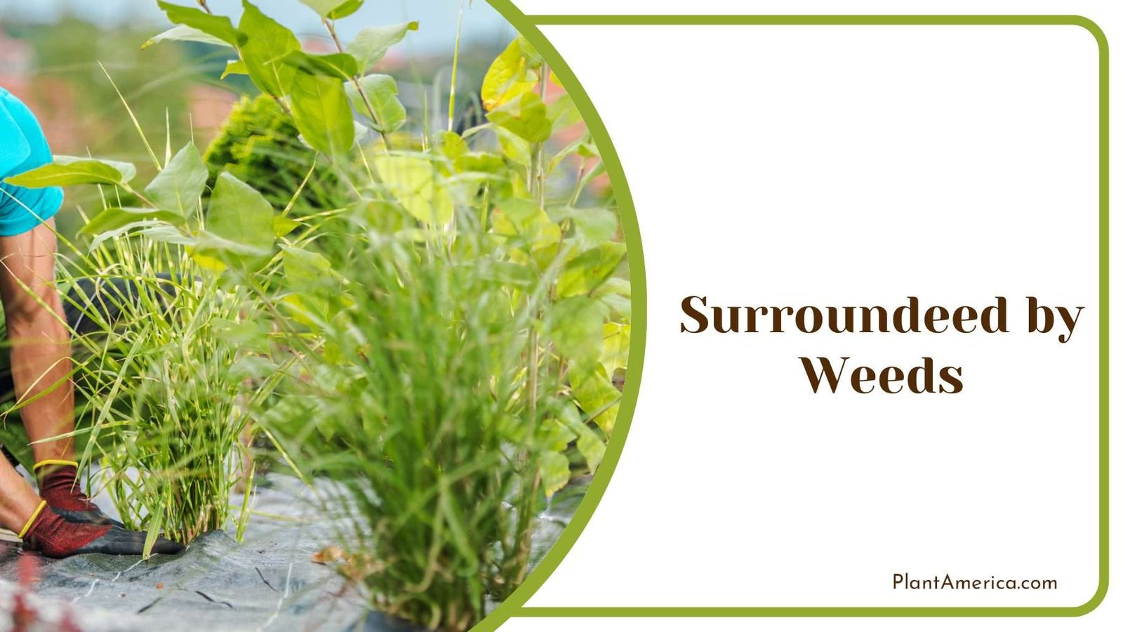 Plants Surroundeed by Weeds PlantAmerica