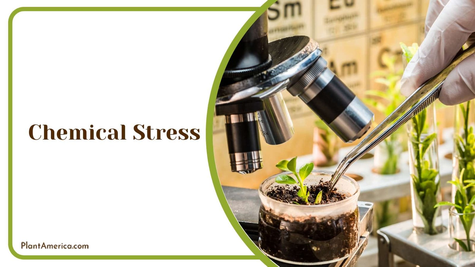 Plants that Absorb Chemicals Plant America