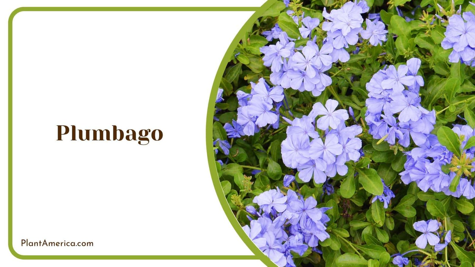 Plumbago Blue Flower Plant America Plumbago Blue Flower Plant America