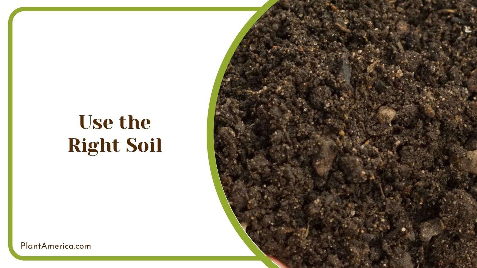 Poinsettia Soil Mix PlantAmerica Poinsettia Soil Mix PlantAmerica