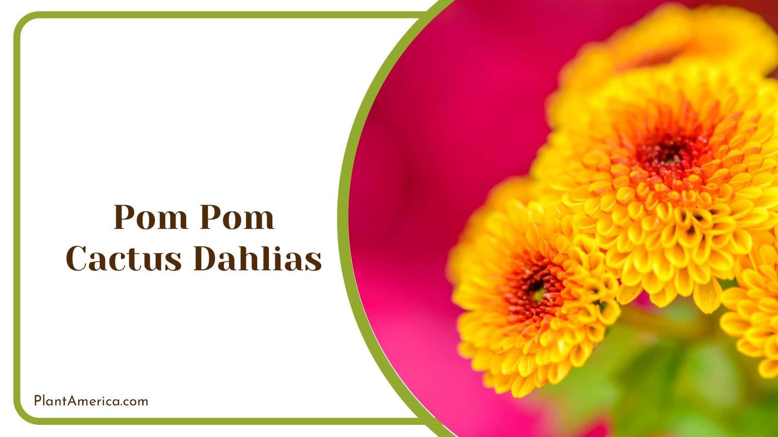 Pom Pom Cactus Dahlias Flowers PlantAmerica