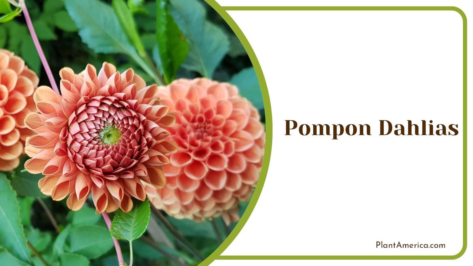 Pompon Dahlias Orange With Green Leaves PlantAmerica