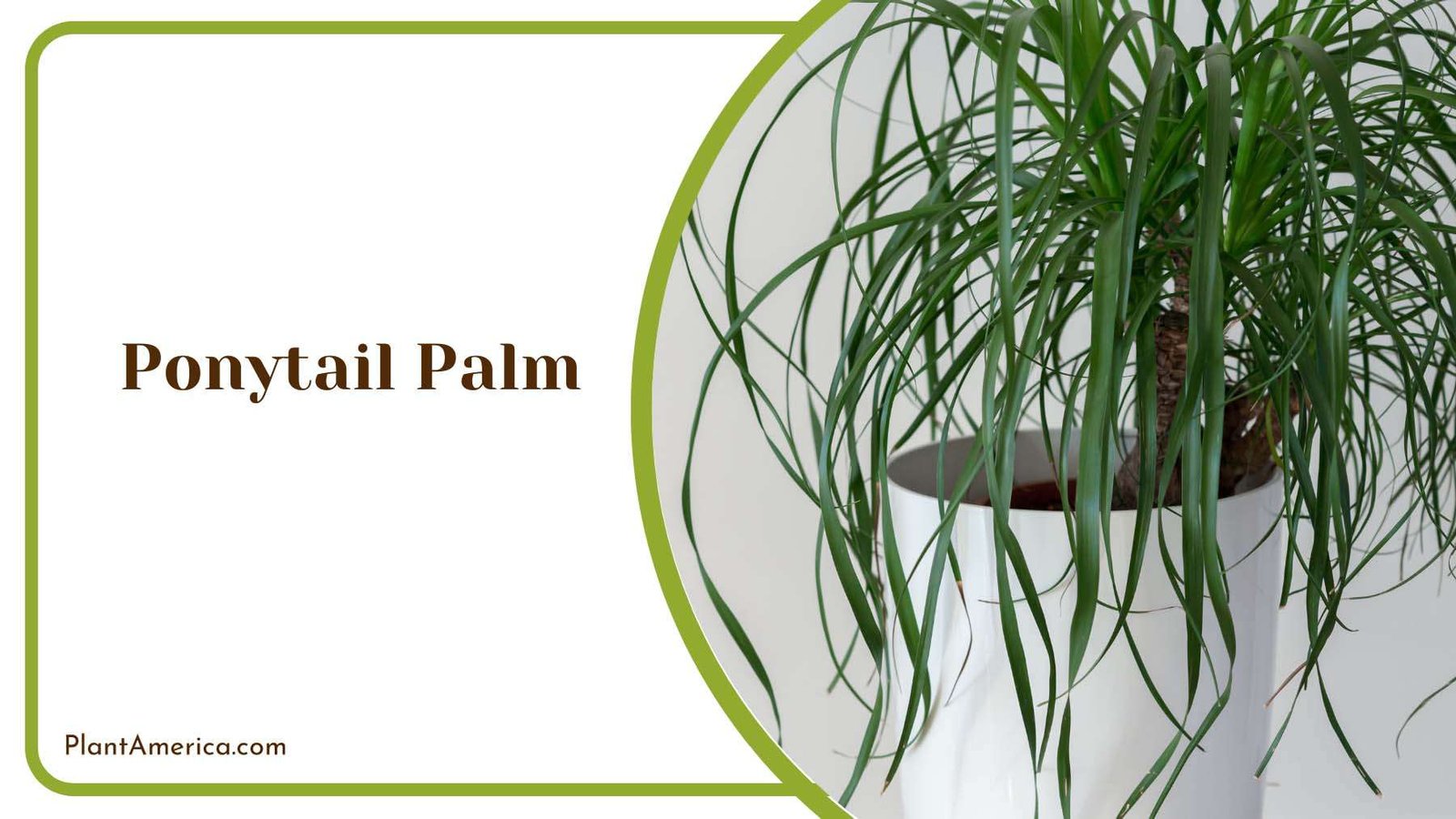 Ponytail Palm Vibrant Leafy Growth Plant America