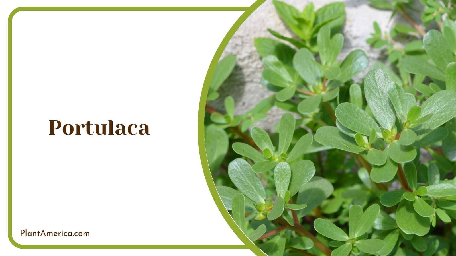 Portulaca Green Leaves Plant America