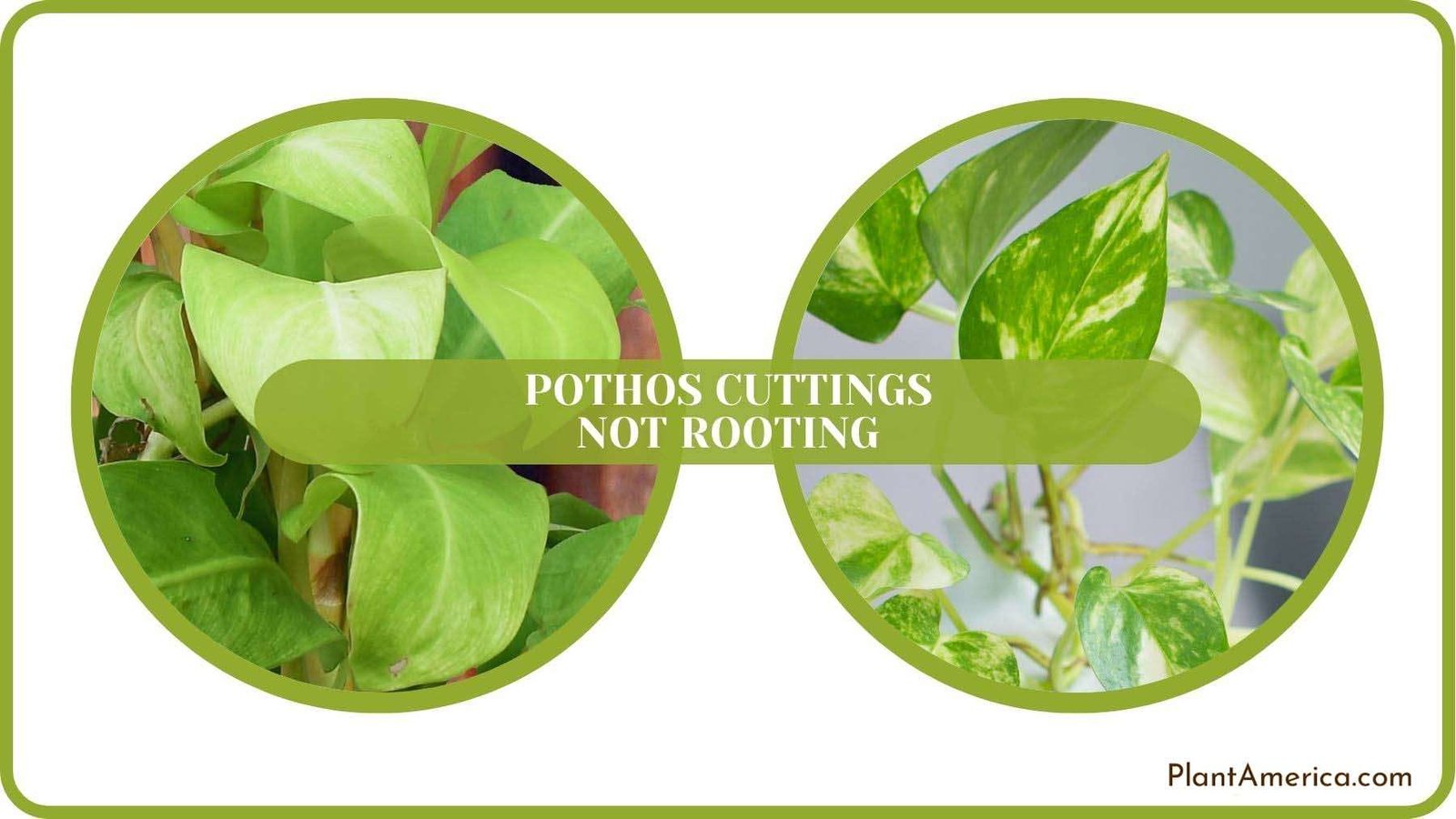 Pothos Cuttings Not Rooting Solved Plant America