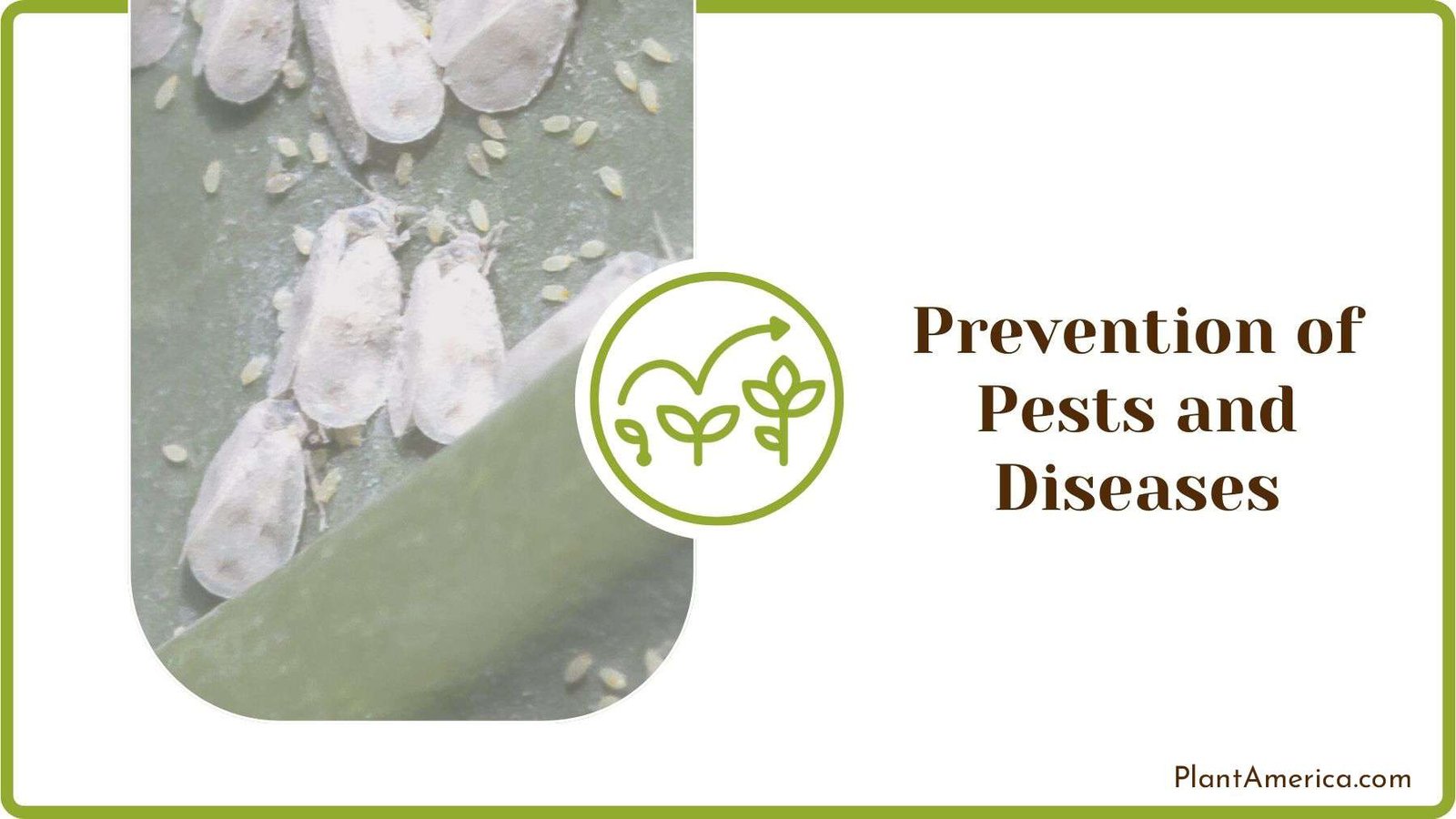 Prevention of Pests and Diseases Plant America