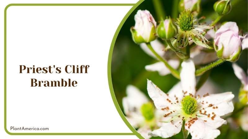 Priest s Cliff Bramble Beauty Plant America