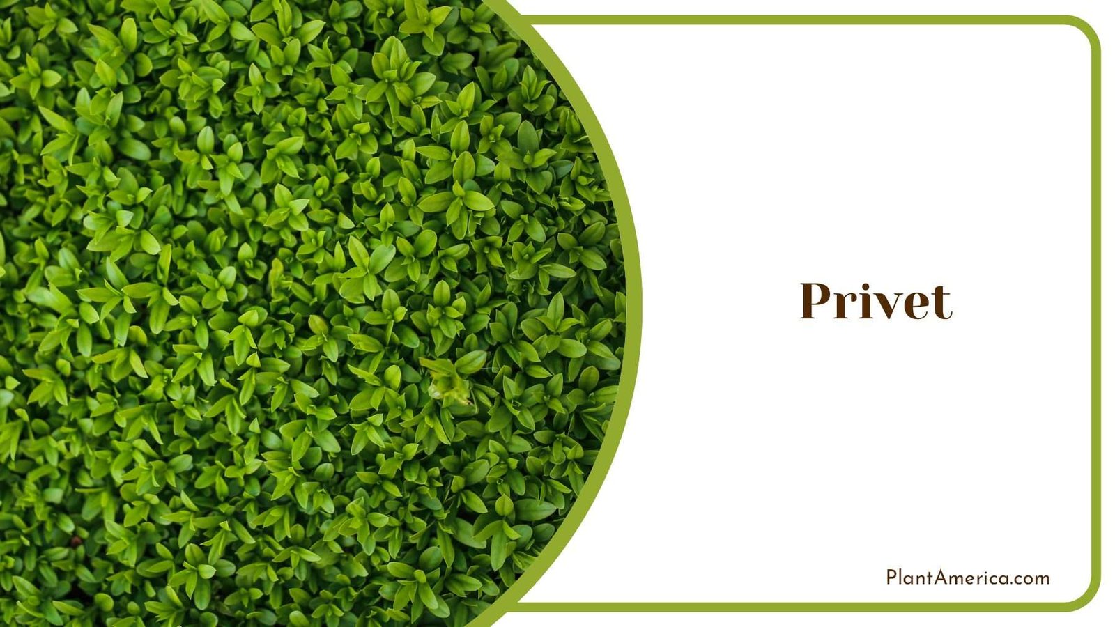 Privet Green Fence Plant America