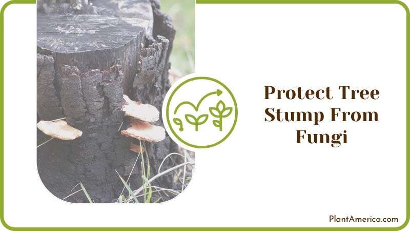 Protect Tree Stump From Fungi Plant America
