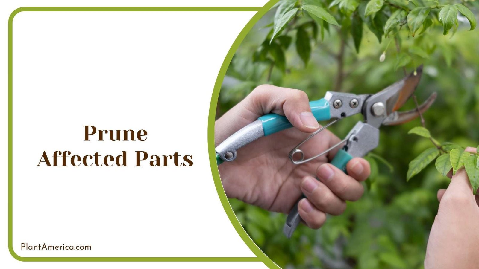 Pruning Affected Parts of Plants PlantAmerica