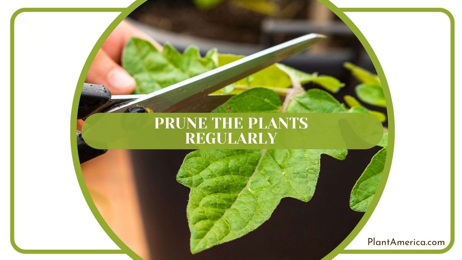Pruning Droopy Plants Plant America