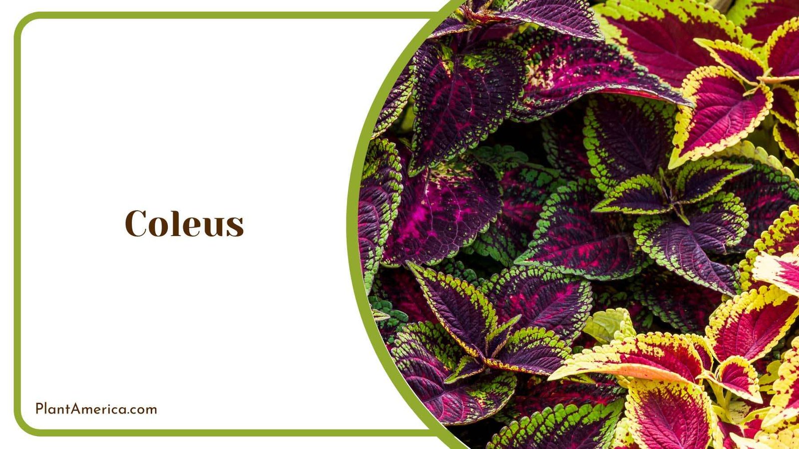 Purple Coleus With Green Lines Plant America