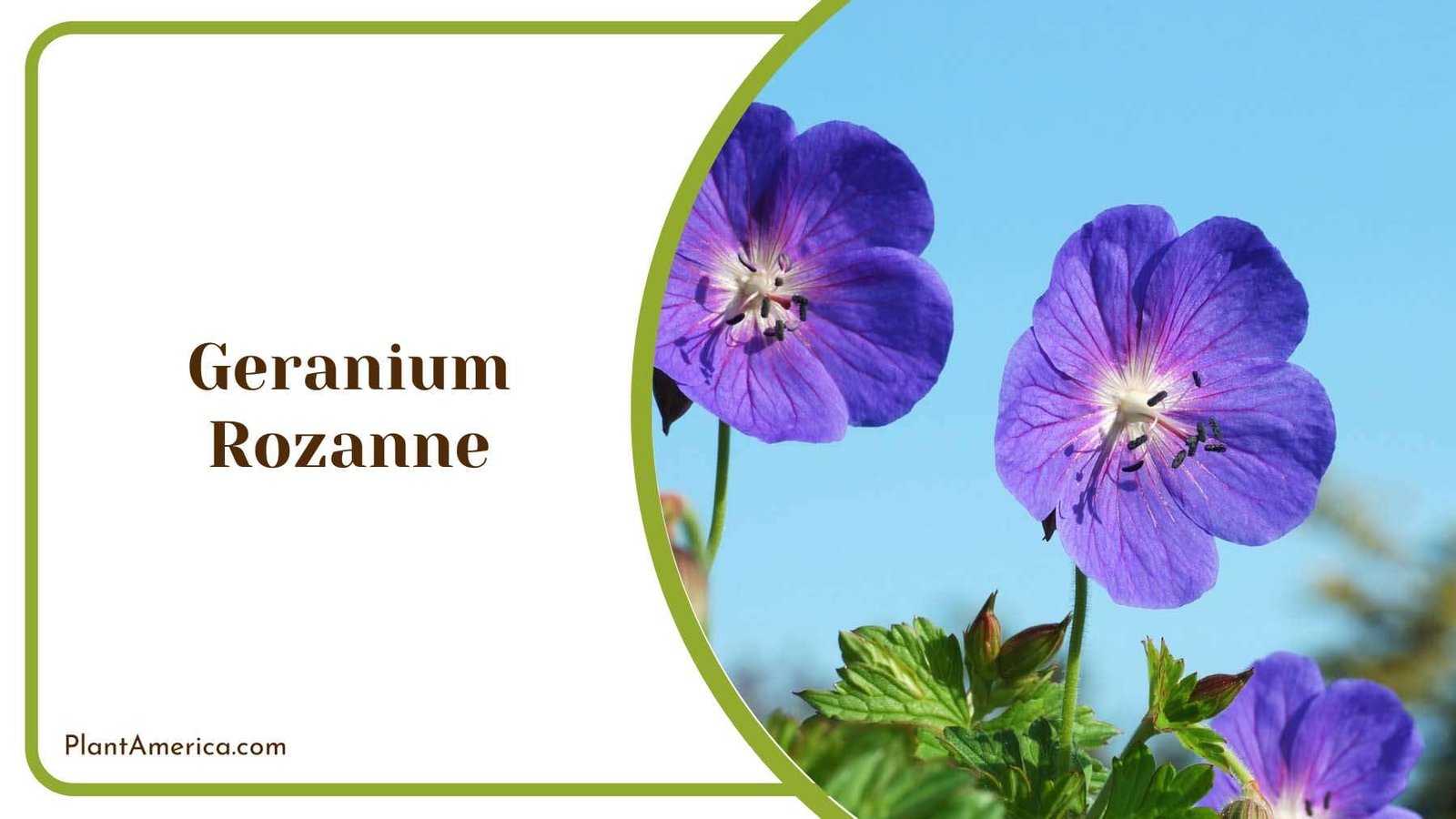 Purple Geranium Rozanne Plant America