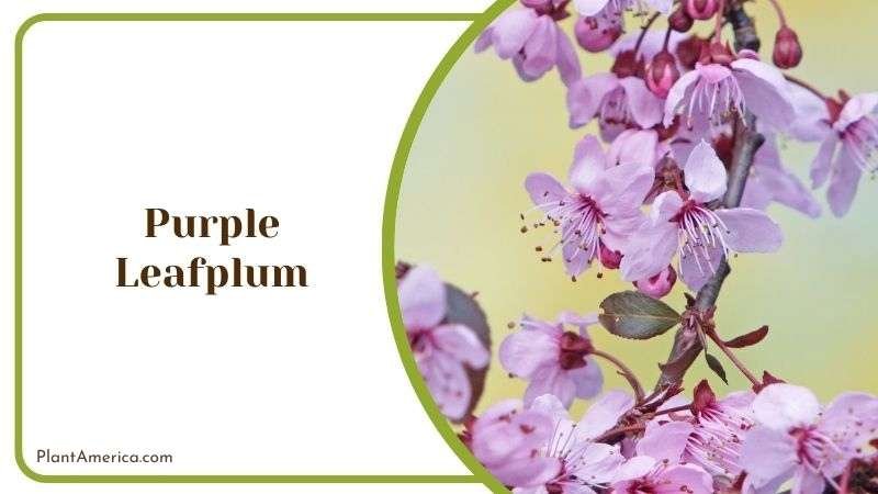 Purple Leafplum Tree Uses Plant America Purple Leafplum Tree Uses Plant America