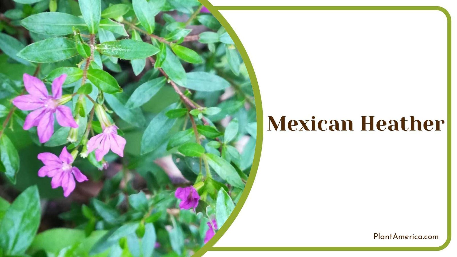 Purple Mexican Heather With Green Leaves Plant America