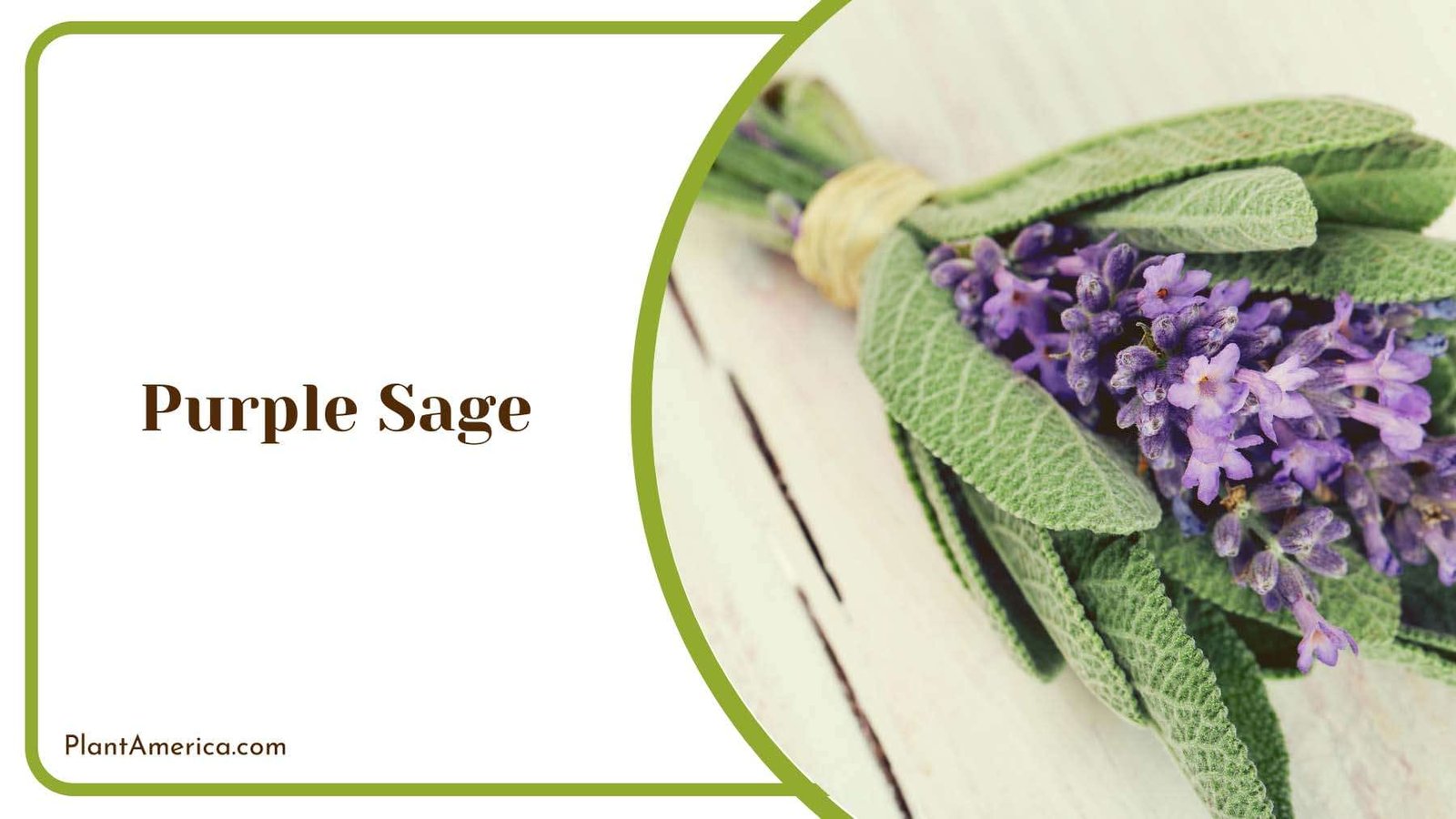 Purple Sage With Violet Blue Flowers Plant America Purple Sage With Violet Blue Flowers Plant America