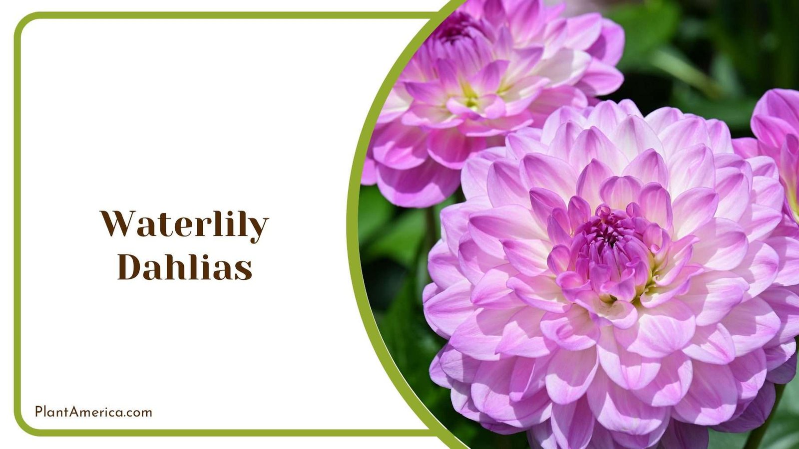 Purple Waterlily Dahlias Flower PlantAmerica