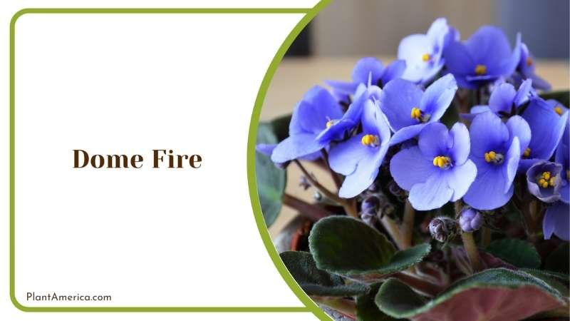 Radiant Dome Fire Violet Blossoms Plant America