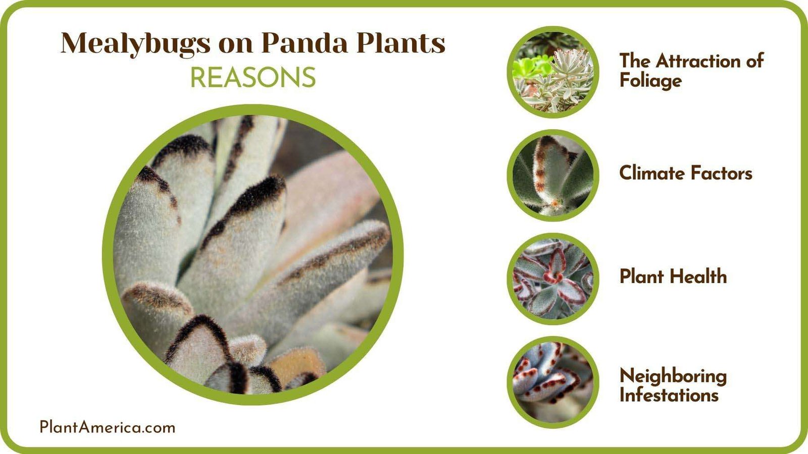 Reasons of Mealybugs on Panda Plants Plant America