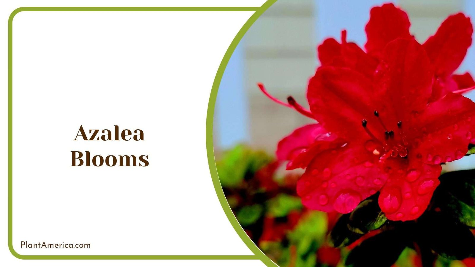 Red Azalea Blooms Plant America
