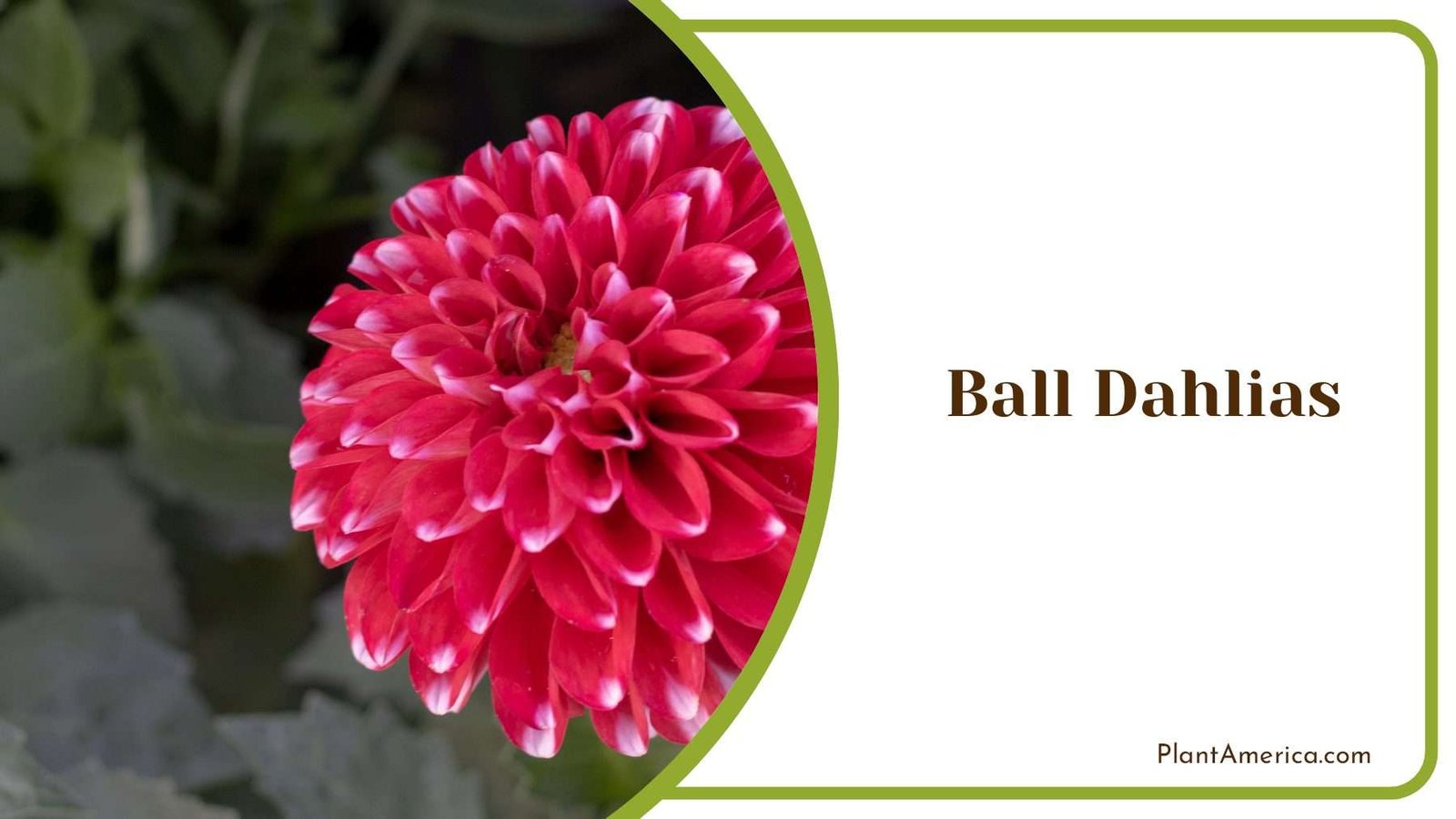 Red Ball Dahlias Flower PlantAmerica