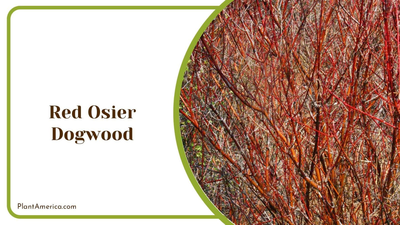 Red Dogwood Shrubs Plant America