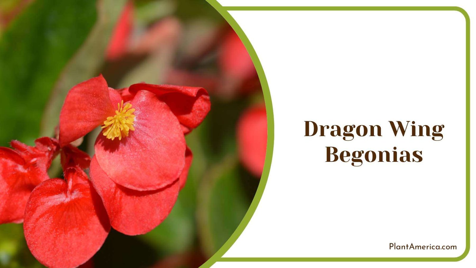 Red Dragon Wing Begonias Plant America