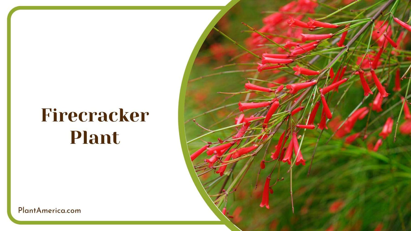 Red Firecracker Plant Care Plant America