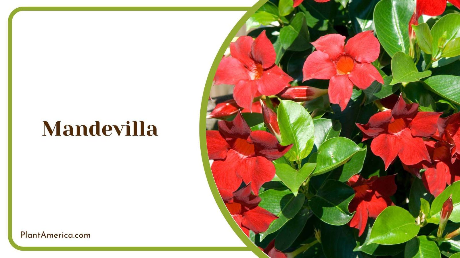 Red Mandevilla With Green Leaves Plant America