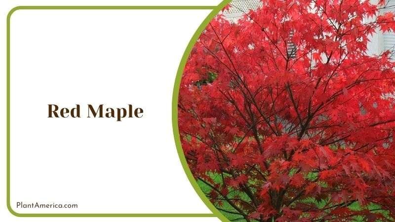 Red Maple Distinguishing Characteristics Plant America Red Maple Distinguishing Characteristics Plant America