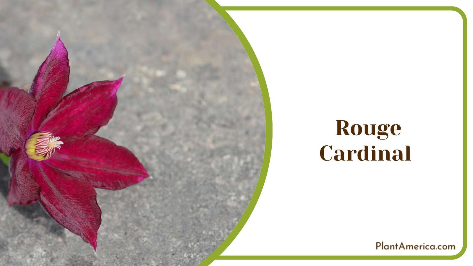 Red Rouge Cardinal Plant America