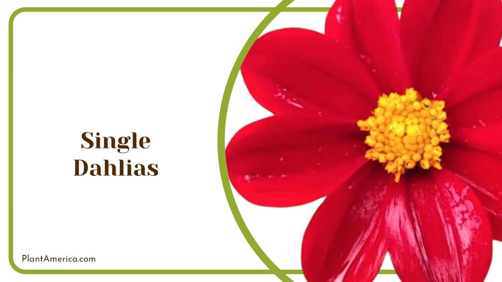 Red Single Dahlias With Yellow Centers PlantAmerica